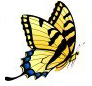 butterflyyellow