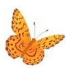 butterflyorange