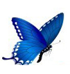 butterflyblue